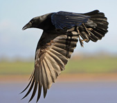 kraai